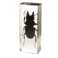 Long-fanged Stag Beetle in Resin