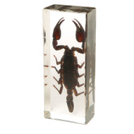 Insects And Other Animals In Resin Evolution Store