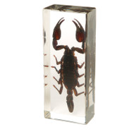 Asian Forest Scorpion in Resin
