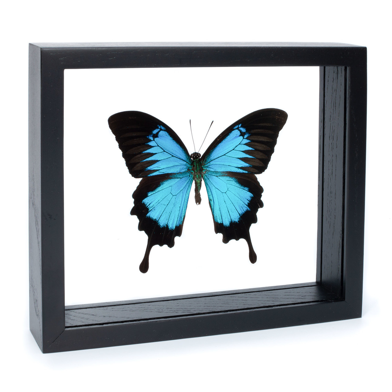 framed papilio ulysses butterfly