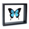 Blue Emperor Swallowtail Butterfly - Papilio ulysses - Black Finish