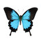 Blue Emperor Swallowtail Butterfly - Papilio ulysses - Unframed