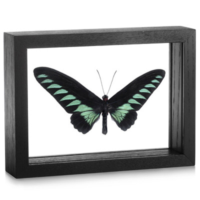 Framed Trogonoptera Brookiana Butterfly Evolution Store