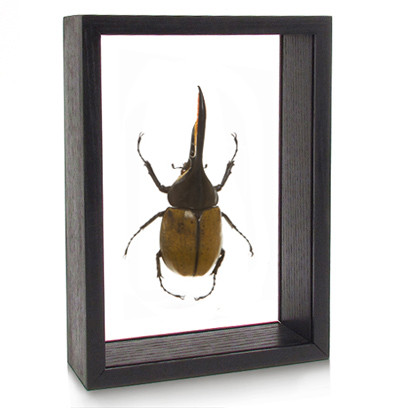 Framed Dynastes hercules Beetle | Evolution Store