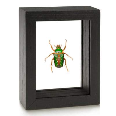 Framed Stephanorrhina Guttata Beetle Evolution Store Framed Stephanorrhina Guttata Beetle Evolution Store