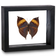Orange Oakleaf Butterfly - Kallima Inachus - Topside