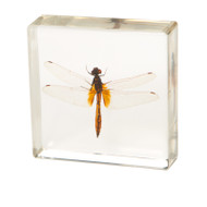 Ditch Jewel Dragonfly in Resin