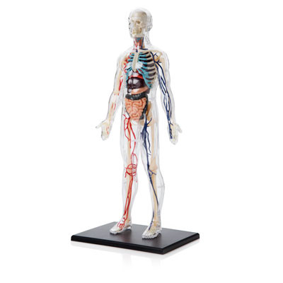 human body kit