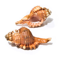 Pear Triton - Seashell 