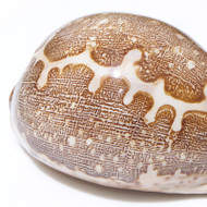 Map Cowrie - Seashell