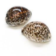 Tiger Cowrie - Seashell