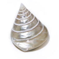 Commercial Top - Female Seashell
