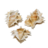 Maple Leaf - Seashell