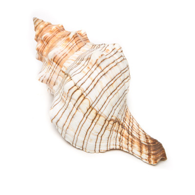 Fox Shell Seashell The Evolution Store