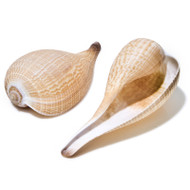 Fig Shell - Seashell 