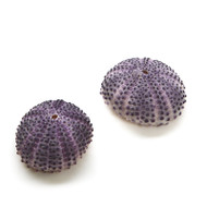 Purple Sea Urchin - Seashell