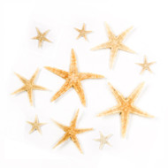 Pacific Spiny Star - Seashell