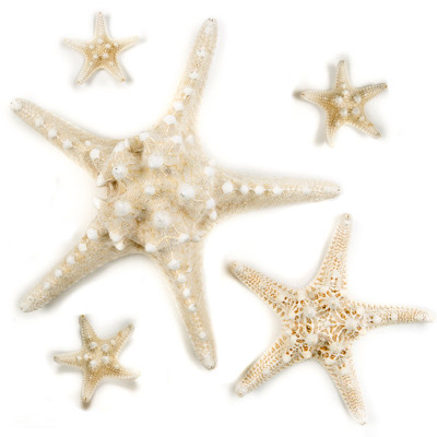 Knobby Star Seashell | Evolution Store