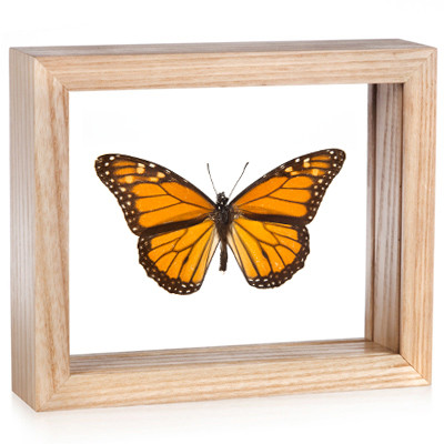 Real Framed North American Monarch Danaus Plexippus Butterfly Insect Taxidermy