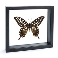 The Emma Spotted Swallowtail Butterfly - Papilio antenor - Topside - Black Finish