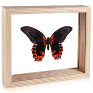 The Scarlet Mormon Butterfly - Papilio rumanzovia - Underside