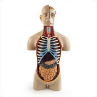 Anatomical Snap-Together Kit, Torso, Deluxe