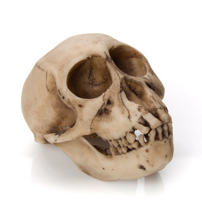 Monkey Skull Evolution Store Monkey Skull Evolution Store