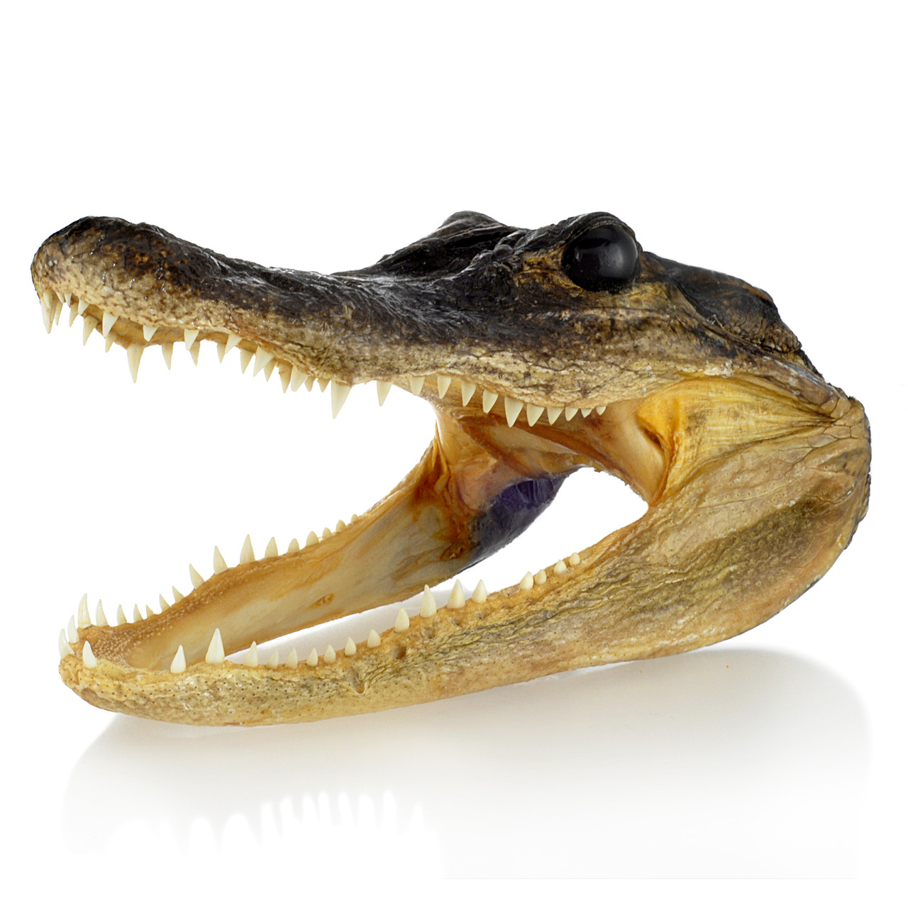 Alligator Head