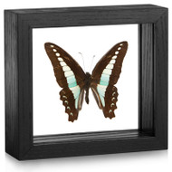 Swordtail Butterfly - Graphium anthedon milon