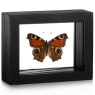 Peacock Butterfly - Aglais io