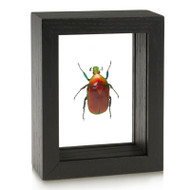 Flower Chafer Beetle - Torynorrhina flammea (Red)