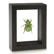 Glorious Beetle - Chrysina gloriosa