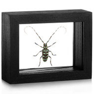 Longhorn Beetle - Anoplophora zonatrix