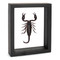 Forest Scorpion - Heterometrus spinifer - Black Finish