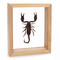 Forest Scorpion - Heterometrus spinifer - Natural Finish