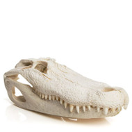 Alligator Skull - Alligator Mississippiensis