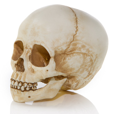 pix Toddler Skull Real human child skull replica