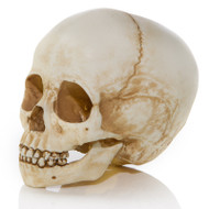 Child Skull Angle