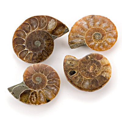 Ammonite Half