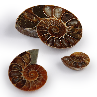 Madagascan Cretaceous Ammonite Half Fossil FSE700 ✔100%genuine✔UKseller 