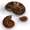 Ammonite Half - Thumbnail