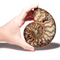 Ammonite Half - In Hand Large