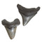 Megalodon Shark Tooth - Small - Variety