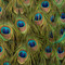 Peacock, Blue Feather Closeup