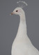 Peacock, White Head Closeup