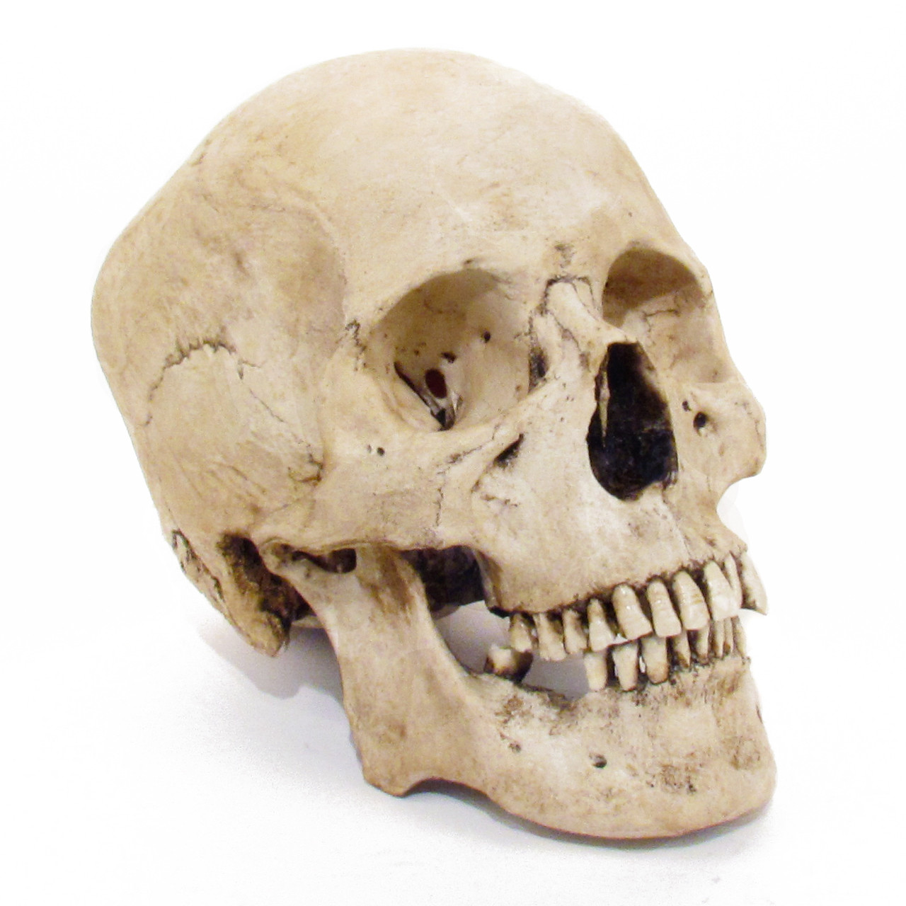 Human Adult Skull Evolution Store Skull, skeletal framework of the head of vertebrates, composed of bones or cartilage, which form a the skull includes the upper jaw and the cranium. adult human skull asian male