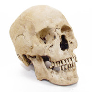 Adult Human Skull - Asian Male