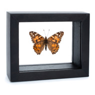 The Painted Lady Butterfly - Vanessa Cardui - Topside - Black Finish