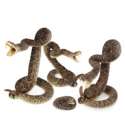 stuffed rattlesnake