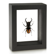 Stag Beetle - Hexarthrius deyrollei - Black Frame